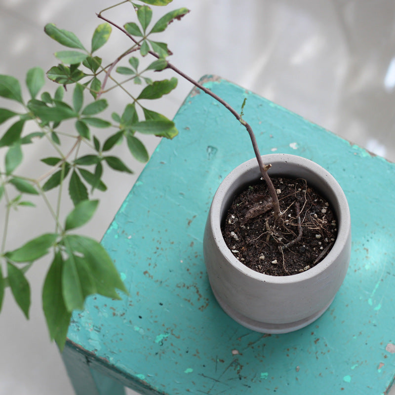 Round Cement Flower Pot